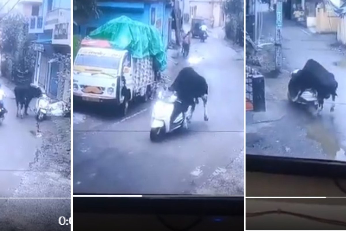 ऋषिकेश (Rishikesh) में सांड (Bull) ने की स्कूटी की सवारी: CCTV में कैद हुआ मजेदार वाकया, Video Viral