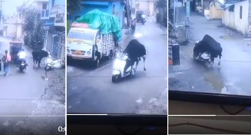 ऋषिकेश (Rishikesh) में सांड (Bull) ने की स्कूटी की सवारी: CCTV में कैद हुआ मजेदार वाकया, Video Viral