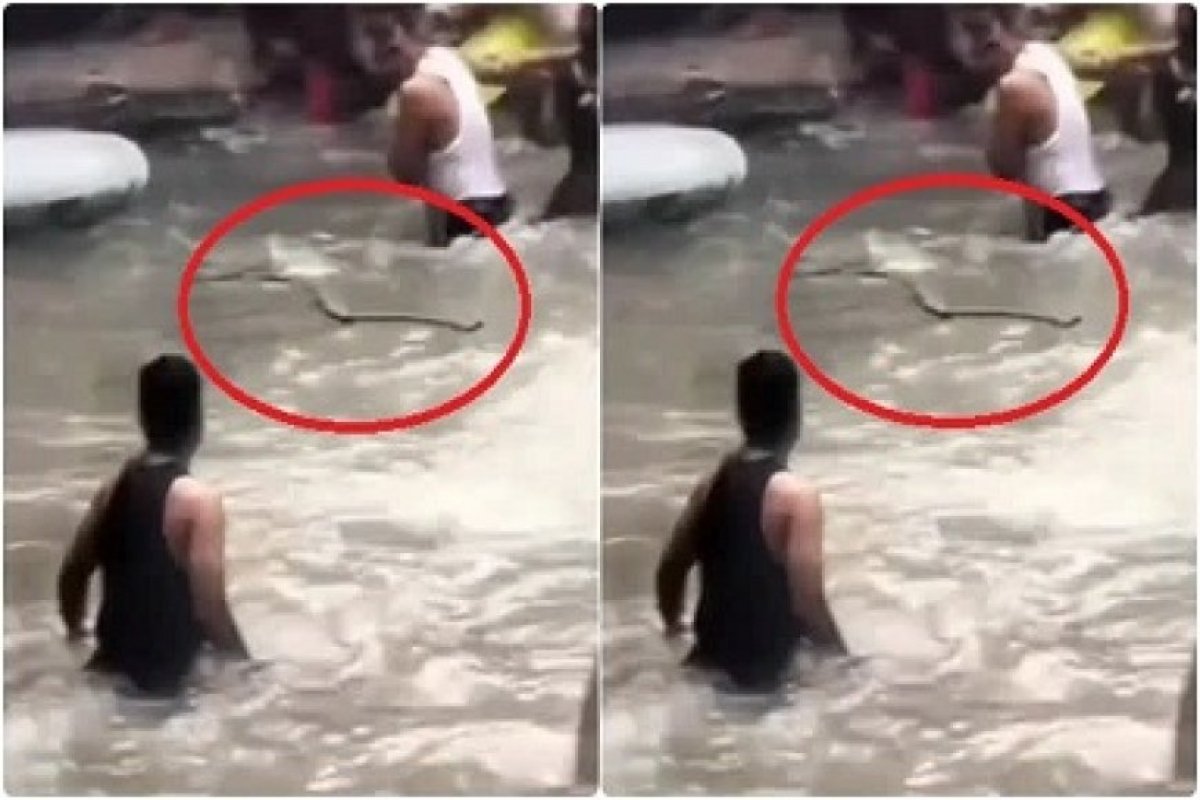 Viral: मसूरी- केम्पटी फॉल में सांप के अचानक प्रकट होने से पर्यटकों में दहशत, चीख-पुकार के बीच सुरक्षित निकले सभी। 