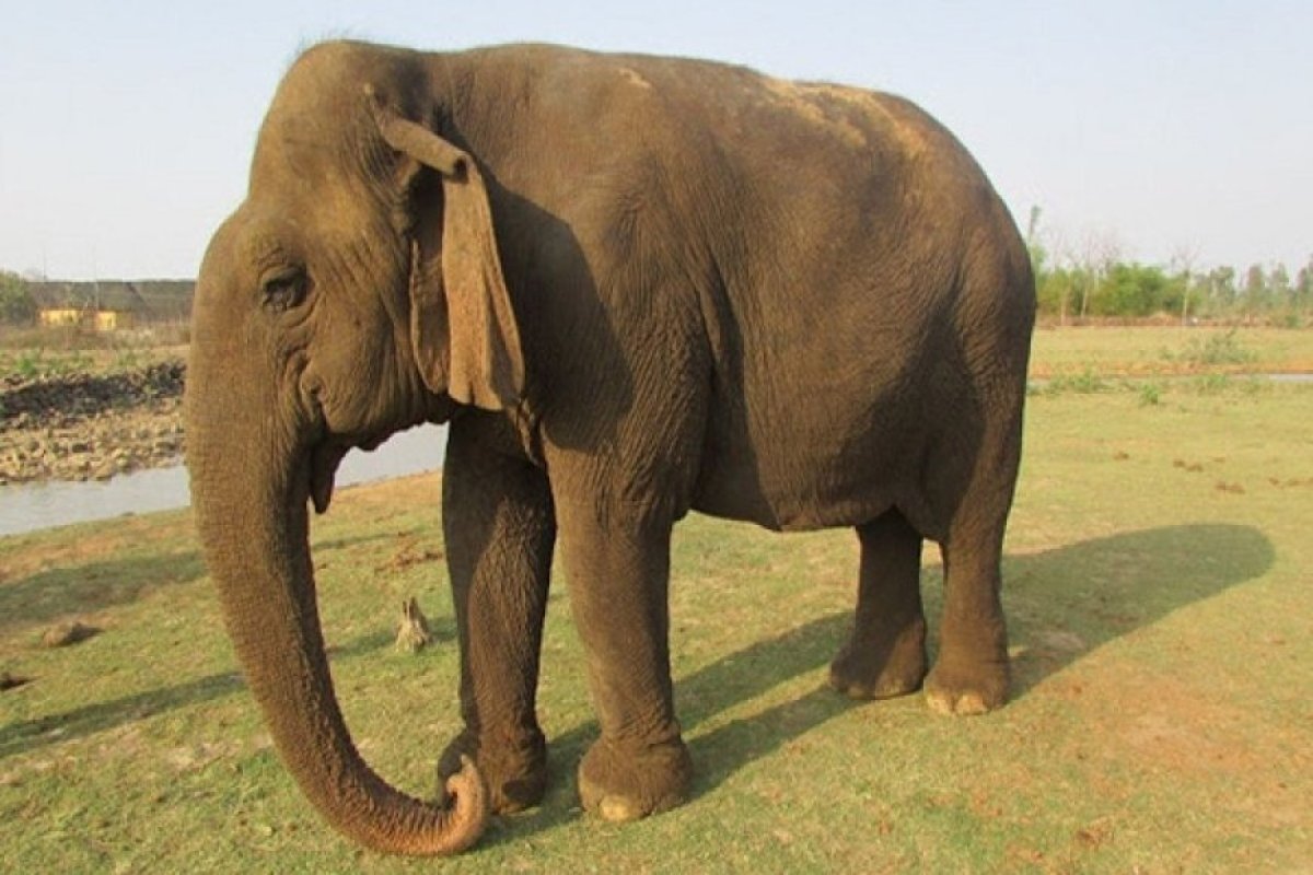 Panna Tiger Reserve की सबसे बुजुर्ग हथिनी वत्सला (Vatsala) का 100 वर्ष से अधिक उम्र में निधन।