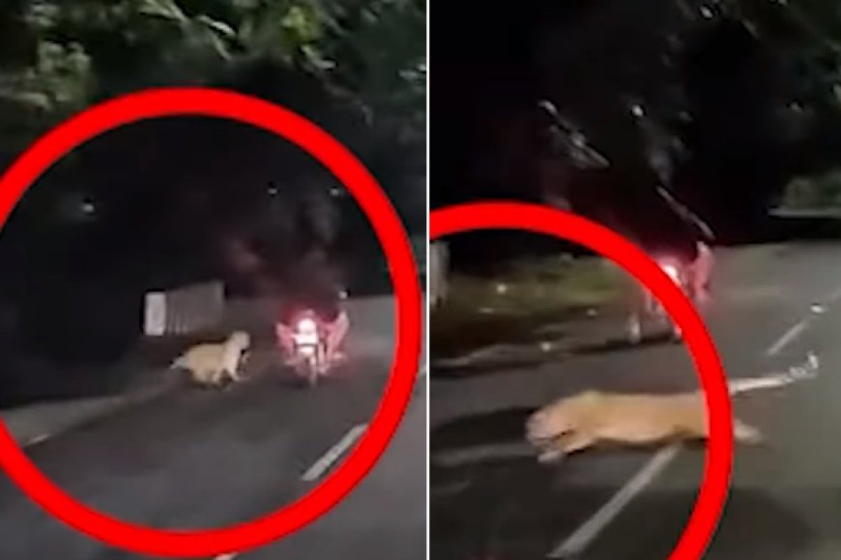 तिरुपति में रात के अँधेरे में तेंदुए ने बाइक सवार पर किया हमला, वीडियो वायरल।