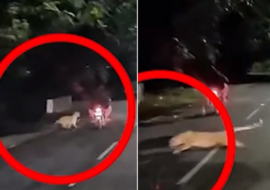 तिरुपति में रात के अँधेरे में तेंदुए ने बाइक सवार पर किया हमला, वीडियो वायरल।