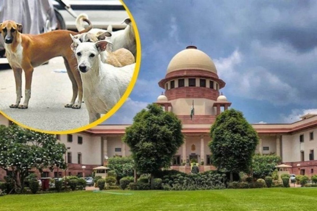 सुप्रीम कोर्ट में लावारिस कुत्तों पर सुनवाई: केंद्र सरकार का पशु प्रेमियों पर तंज, कई लोग चिकन खाकर भी खुद को पशु प्रेमी बताते हैं।