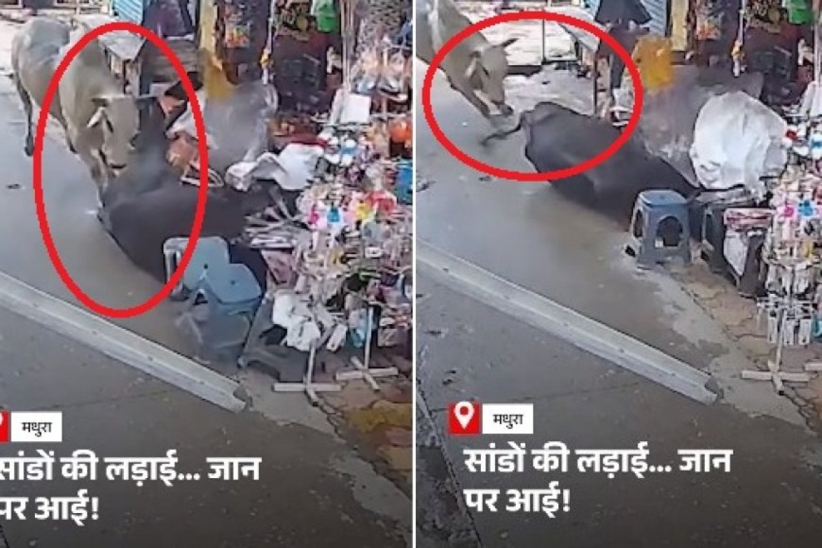 मथुरा-वृंदावन में आवारा गोवंश का आतंक- सांड़ों की लड़ाई से दुकान में मची अफरा-तफरी, वीडियो वायरल।