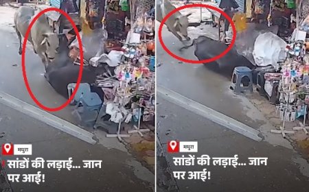 मथुरा-वृंदावन में आवारा गोवंश का आतंक- सांड़ों की लड़ाई से दुकान में मची अफरा-तफरी, वीडियो वायरल।