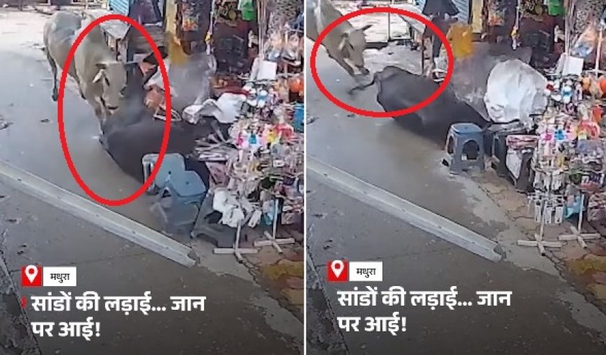मथुरा-वृंदावन में आवारा गोवंश का आतंक- सांड़ों की लड़ाई से दुकान में मची अफरा-तफरी, वीडियो वायरल।