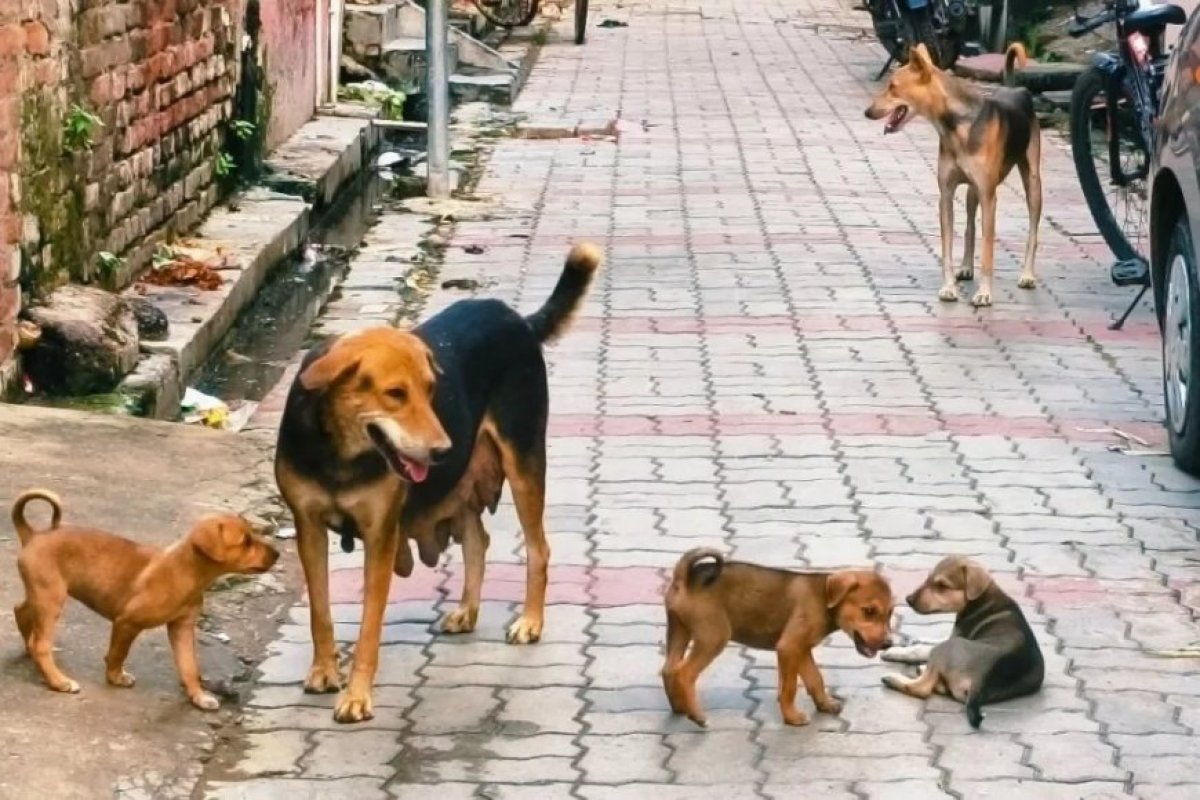 Lucknow : उत्तर प्रदेश सरकार ने आवारा श्वानों के प्रबंधन और सुरक्षित फीडिंग व्यवस्था के लिए जारी की नई गाइडलाइन