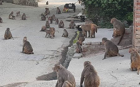 Hapur: स्कूटी सवार महिला और बच्चे पर बंदरों के झुंड ने किया हमला, सीसीटीवी में कैद दहशत भरी घटना।