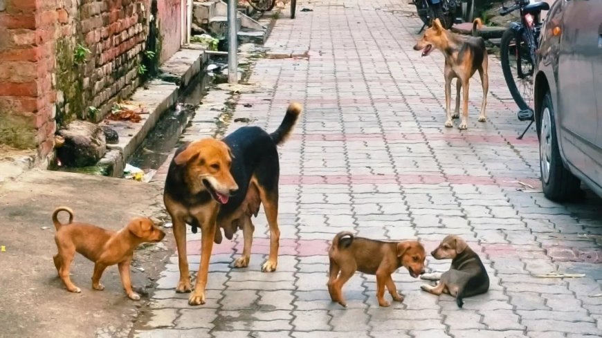 Lucknow : उत्तर प्रदेश सरकार ने आवारा श्वानों के प्रबंधन और सुरक्षित फीडिंग व्यवस्था के लिए जारी की नई गाइडलाइन