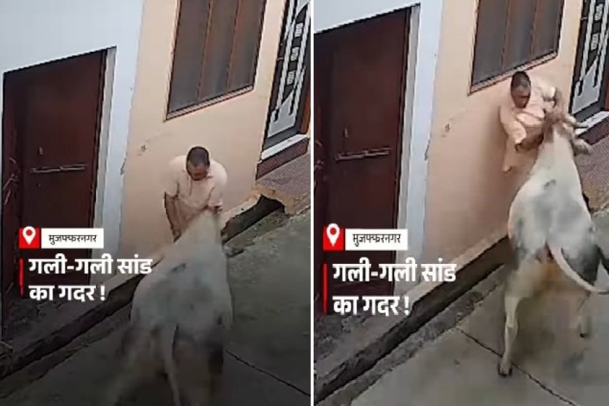 मुजफ्फरनगर में आवारा सांड का कहर- युवक पर हमला किया, गंभीर चोट, आसपास के लोगों ने बचाया।