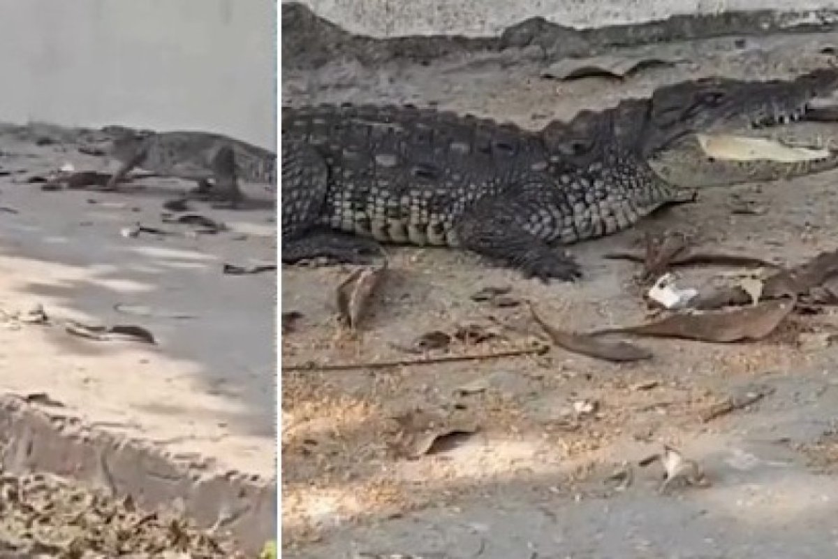 कोटा में बारा रोड पर मॉडर्न स्कूल के पास सड़क पर घुसा 3 फीट का मगरमच्छ: स्थानीयों ने पकड़कर नाले में छोड़ा, वन विभाग पहुंचा, वीडियो वायरल।