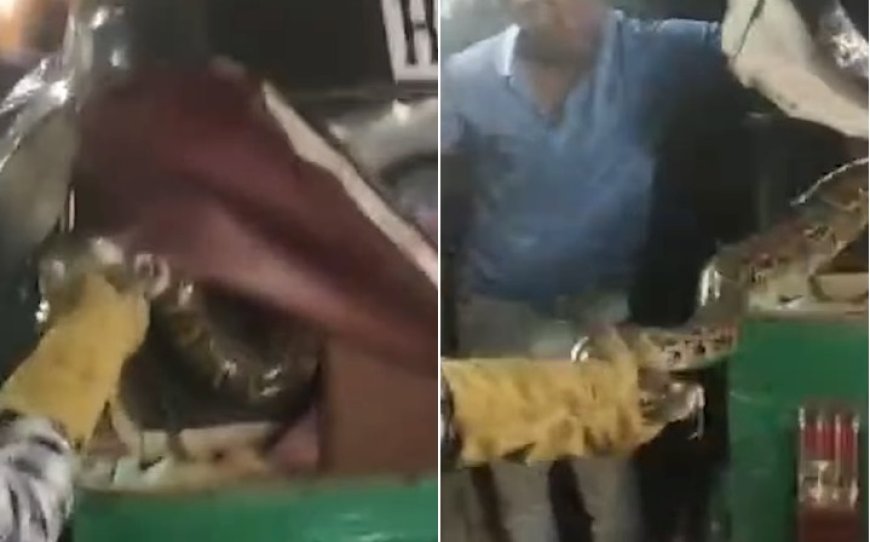 हापुड़: ऑटो रिक्शा के अंदर अजगर छिपा मिलने से यात्री घबरा गए, वन विभाग ने सुरक्षित रेस्क्यू कर जंगल में छोड़ा