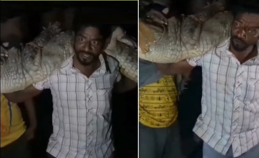 कोटा में घर में घुसा 8 फीट का विशाल मगरमच्छ: हयात खान ने कंधों पर उठाकर चंबल नदी में सुरक्षित छोड़ा, ग्रामीणों में डर का साया। 