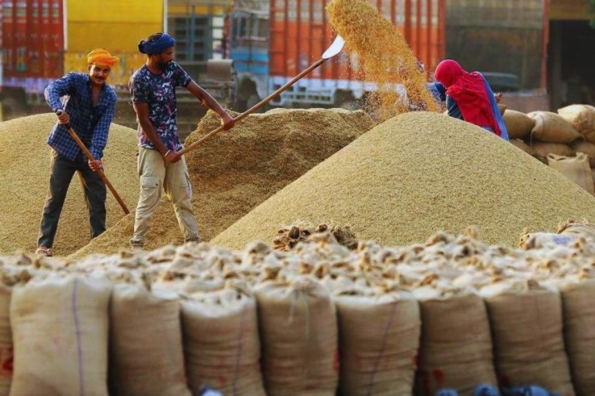 उत्तर प्रदेश में धान मंडी भाव मिला-जुला लेकिन संतोषजनक, Rs.1,800 से Rs.3,100 प्रति क्विंटल तक बिका धान विभिन्न मंडियों में। 