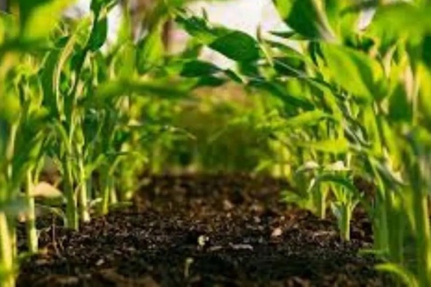 राजौरी के डूंगी ब्लॉक में ऑर्गेनिक सब्जी खेती से क्रांति, सीमावर्ती किसान बहु-फसली और जैविक तरीके अपनाकर आत्मनिर्भर बने।