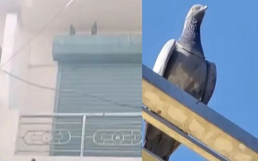 राजस्थान के नागौर में कबूतर ने उड़ाई एक लाख की सोने की चेन, वीडियो बन गया वायरल।