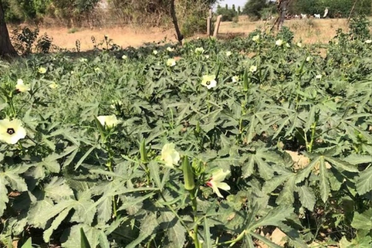 भिंडी की फसल में येलो वेन मोजैक वायरस से भारी नुकसान की आशंका।