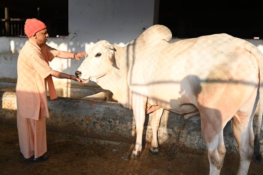 श्यामा, गौरी, गंगा, भोला... नाम सुनते दौड़े आए गोवंश, CM योगी ने हाथों से खिलाई गुड़-रोटी।