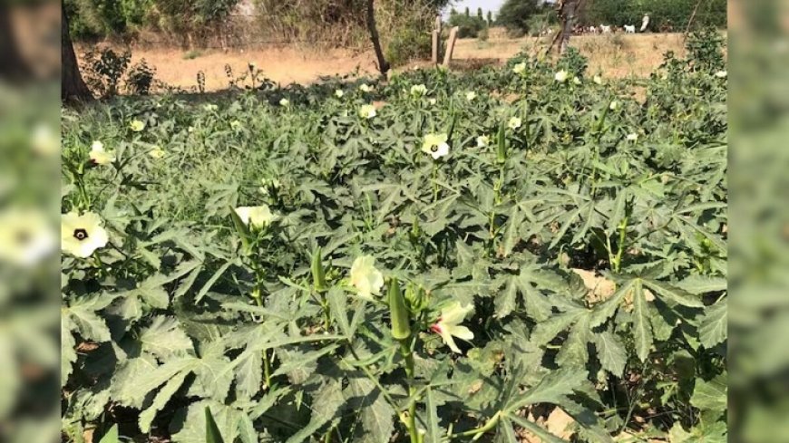 भिंडी की फसल में येलो वेन मोजैक वायरस से भारी नुकसान की आशंका।