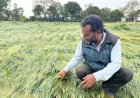 बेमौसम बारिश और ओलावृष्टि ने तोड़ी किसानों की कमर, पंजाब और राजस्थान में फसलों को भारी नुकसान।