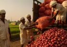 प्याज भंडारण की अनूठी तकनीक: किसानों ने खोजे प्याज को सड़ने से बचाने के बेहतरीन देसी नुस्खे।