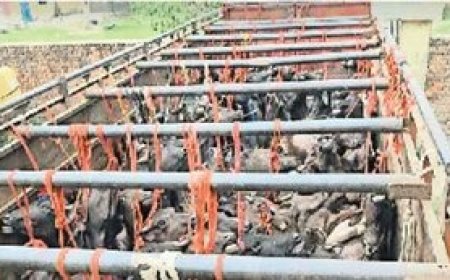 अमरोहा में पशु क्रूरता की पराकाष्ठा: कैंटर में दम घुटने से 44 गोवंशों की दर्दनाक मौत, इलाके में भारी आक्रोश।