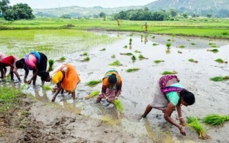 खेती-किसानी की 10 बड़ी अपडेट्स: एमएसपी पर खरीद से लेकर नई तकनीक और मौसम के मिजाज तक, जानें हर जरूरी जानकारी