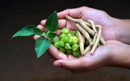 अश्वगंधा के उपयोग पर FSSAI की नई गाइडलाइन, सेहत के नाम पर कहीं आप जहर तो नहीं खा रहे?