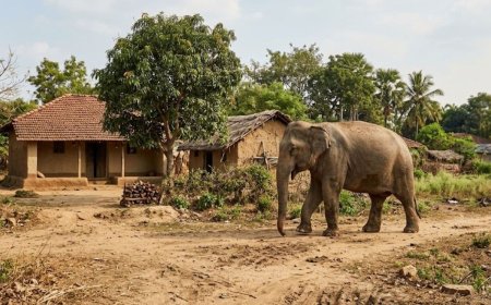 सरायकेला में जंगली हाथियों का भीषण कोहराम: मां-बेटी को बेरहमी से कुचलकर मार डाला, गांव में दहशत का माहौल।