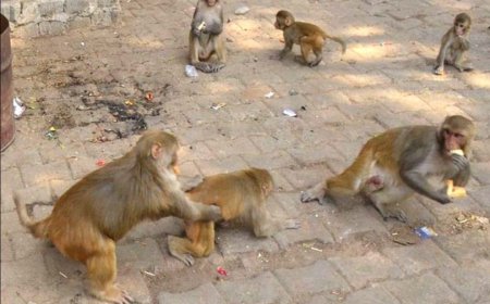 मथुरा में हिंसक बंदरों का खौफ: शादी से पहले पिंगारी गांव में छत से गिरकर व्यक्ति की मौत, परिजनों में मचा कोहराम।