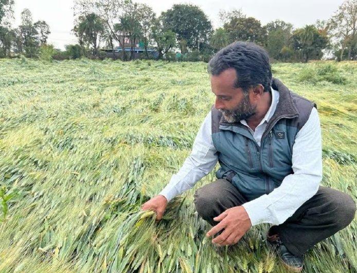 बेमौसम बारिश और ओलावृष्टि ने तोड़ी किसानों की कमर, पंजाब और राजस्थान में फसलों को भारी नुकसान।