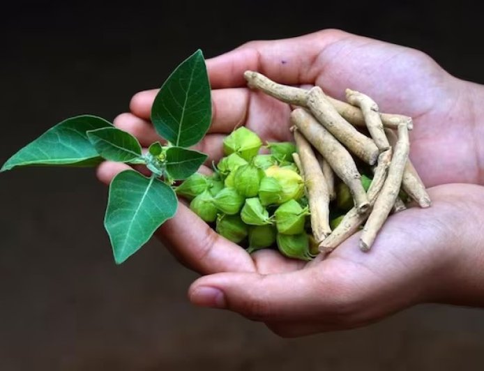 अश्वगंधा के उपयोग पर FSSAI की नई गाइडलाइन, सेहत के नाम पर कहीं आप जहर तो नहीं खा रहे?