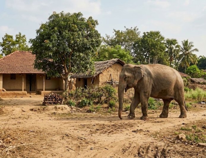 सरायकेला में जंगली हाथियों का भीषण कोहराम: मां-बेटी को बेरहमी से कुचलकर मार डाला, गांव में दहशत का माहौल।