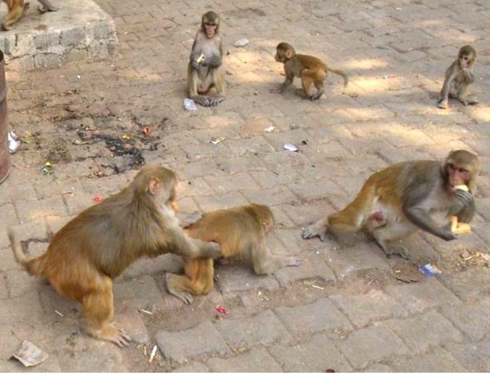 मथुरा में हिंसक बंदरों का खौफ: शादी से पहले पिंगारी गांव में छत से गिरकर व्यक्ति की मौत, परिजनों में मचा कोहराम।