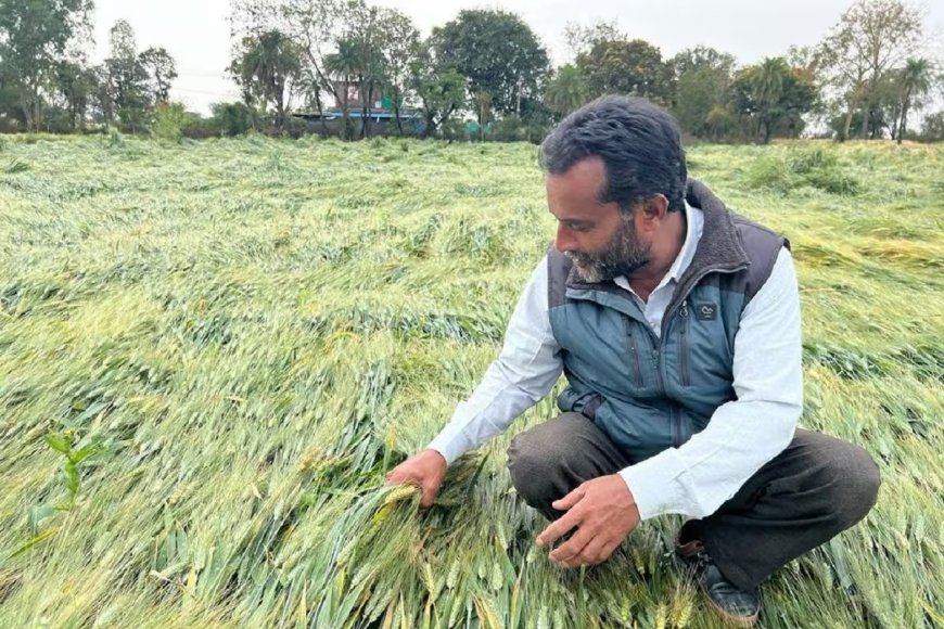 बेमौसम बारिश और ओलावृष्टि ने तोड़ी किसानों की कमर, पंजाब और राजस्थान में फसलों को भारी नुकसान।