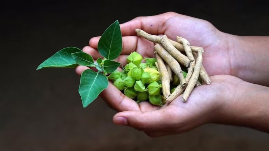 अश्वगंधा के उपयोग पर FSSAI की नई गाइडलाइन, सेहत के नाम पर कहीं आप जहर तो नहीं खा रहे?