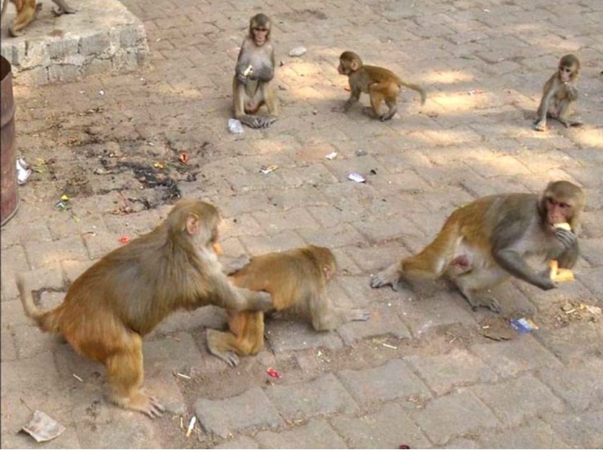 मथुरा में हिंसक बंदरों का खौफ: शादी से पहले पिंगारी गांव में छत से गिरकर व्यक्ति की मौत, परिजनों में मचा कोहराम।