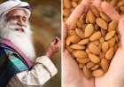 स्वास्थ्य और चेतना का संगम- सद्गुरु ने साझा किए बादाम के सेवन से जुड़े अनमोल स्वास्थ्य सूत्र