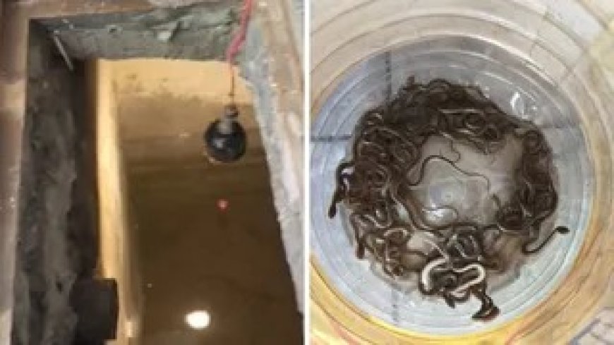 हरिद्वार के सराय गांव में पानी की टंकी से निकले 27 सांप के बच्चे, नजारा देखकर परिजनों के उड़े होश