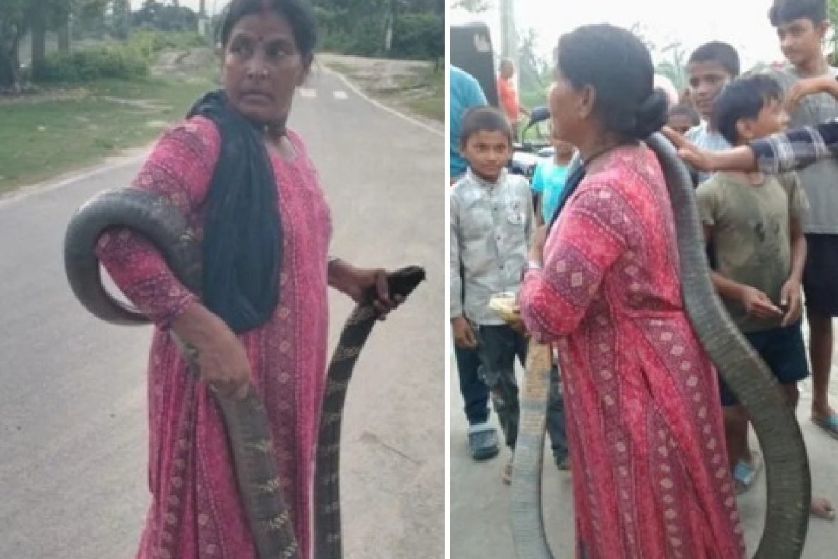 Baghaha King Cobra Attack: बगहा में किंग कोबरा के रेस्क्यू के दौरान स्नेक कैचर जानकी देवी को सांप ने डंसा, नेपाल में इलाज जारी