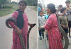 Baghaha King Cobra Attack: बगहा में किंग कोबरा के रेस्क्यू के दौरान स्नेक कैचर जानकी देवी को सांप ने डंसा, नेपाल में इलाज जारी