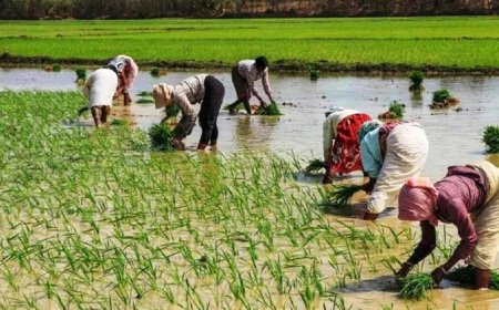 PM Fasal Bima Yojana: पीएम फसल बीमा योजना में फर्जीवाड़ा करने पर होगी जेल, किसान जान लें क्लेम के कड़े नियम