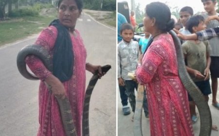 Baghaha King Cobra Attack: बगहा में किंग कोबरा के रेस्क्यू के दौरान स्नेक कैचर जानकी देवी को सांप ने डंसा, नेपाल में इलाज जारी