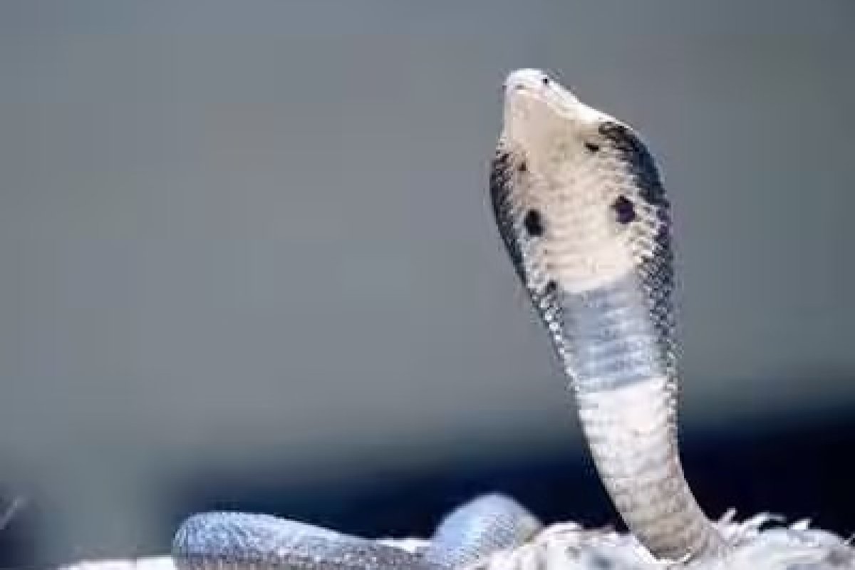 Nag Panchami 2026: नाग पंचमी पर भूलकर भी न करें ये 5 गलतियां, जानिए पूजा के जरूरी नियम और धार्मिक मान्यताएं