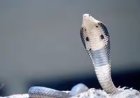 Nag Panchami 2026: नाग पंचमी पर भूलकर भी न करें ये 5 गलतियां, जानिए पूजा के जरूरी नियम और धार्मिक मान्यताएं