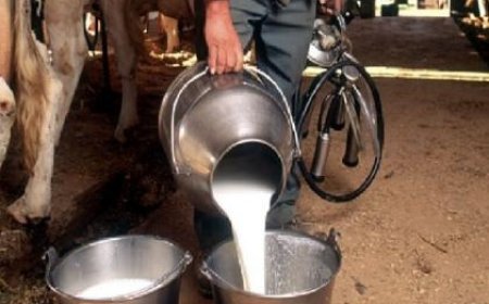 Maharashtra Milk Price Hike: 11 अगस्त से महंगा होगा दूध, गाय का ₹62 और भैंस का ₹78 प्रति लीटर मिलेगा