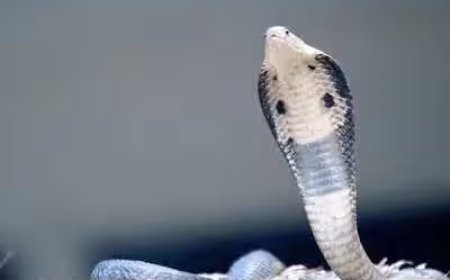 Nag Panchami 2026: नाग पंचमी पर भूलकर भी न करें ये 5 गलतियां, जानिए पूजा के जरूरी नियम और धार्मिक मान्यताएं