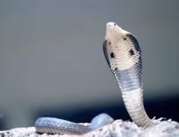 Nag Panchami 2026: नाग पंचमी पर भूलकर भी न करें ये 5 गलतियां, जानिए पूजा के जरूरी नियम और धार्मिक मान्यताएं