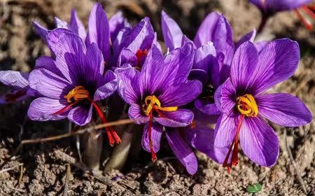 Viral News Saffron Farming - पैसा ही पैसा! केरल के शख्स ने घर पर ही उगा दिया कश्मीरी केसर, ₹650 प्रति ग्राम मिल रहा भाव
