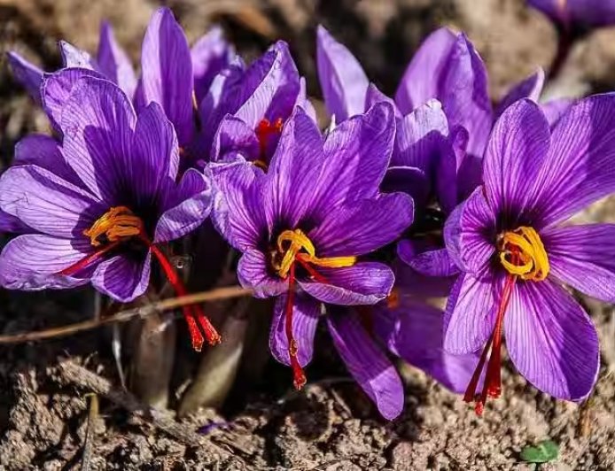 Viral News Saffron Farming - पैसा ही पैसा! केरल के शख्स ने घर पर ही उगा दिया कश्मीरी केसर, ₹650 प्रति ग्राम मिल रहा भाव